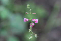 Pseudarthria viscida